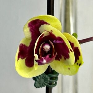 UNIQUE Phalaenopsis Moth Orchid I-Hsin Macchiata IN BLOOM